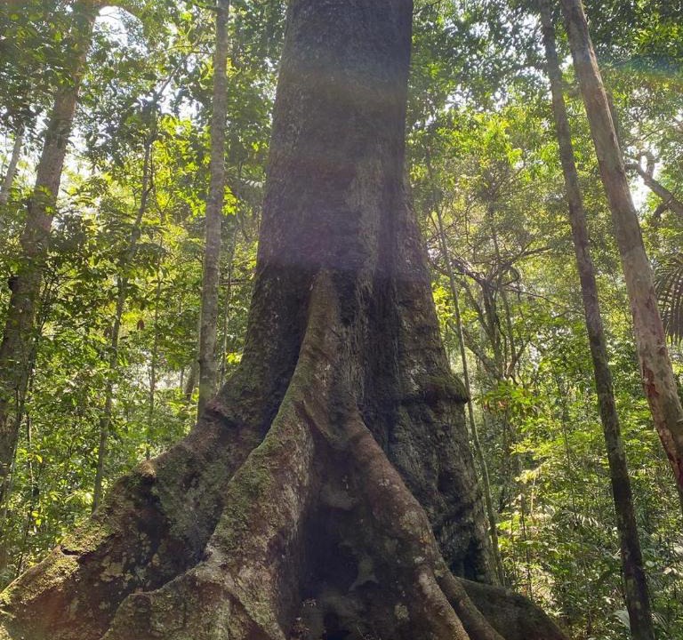 Iranduba Cabin | Amazonas Eco Tour - Private Jungle Tour, River Tour or Great Adventure TOUR INCLUDED ONLY IN DELUXE ROOMS