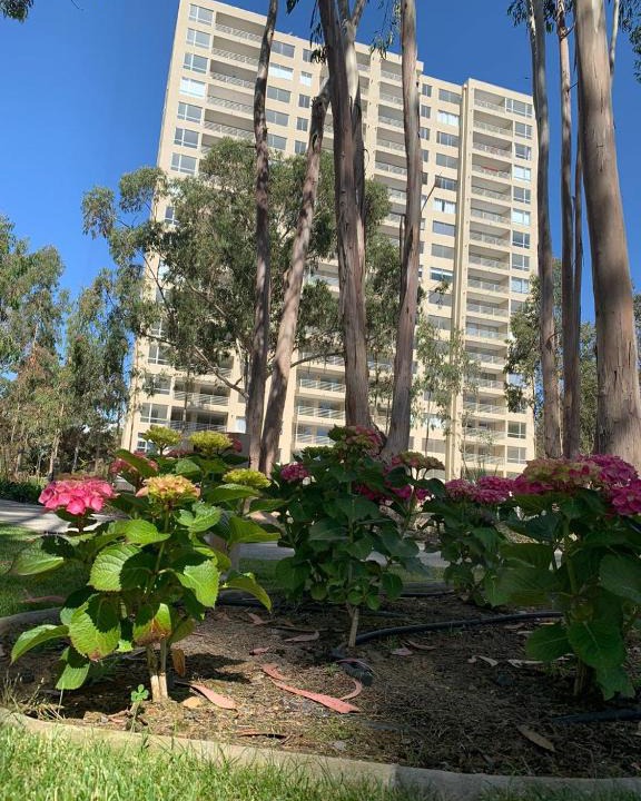 Mirasol Apartment | Departamento Algarrobo Los Olivos