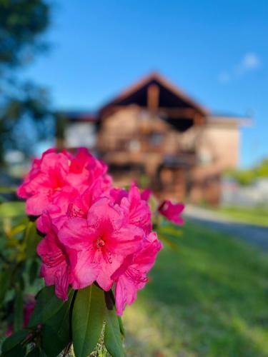 Pucon House | Hostal Treile
