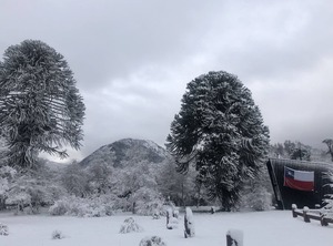 Araucania Pura | Malalcahuello