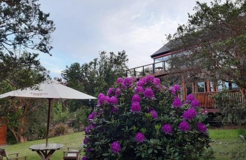 Valdivia Hostel | Hostel Torobayo