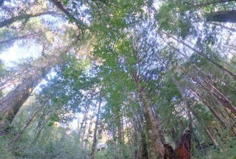 Los Rios House | Disfruta y vive el Bosque en Reserva Biológica