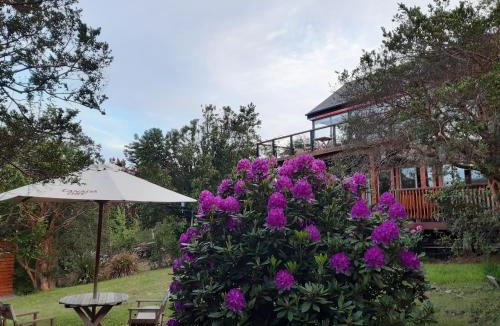 Valdivia Hostel | Hostel Torobayo