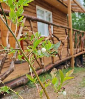 Gorbea House | Karu-Terra cabin