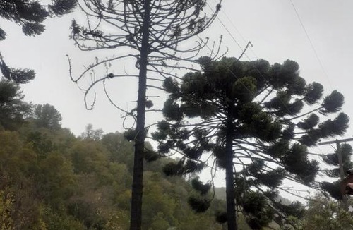 Linares House | Las araucarias