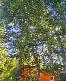 Conaripe House | Tiny house