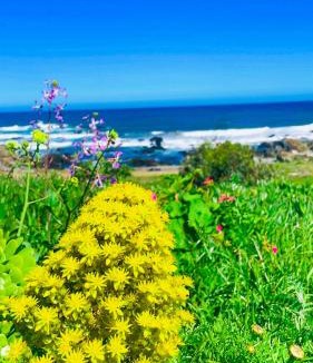 La Ligua Apartment | tiny house frente al mar