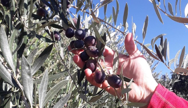 El Cortijo Tinogasta
