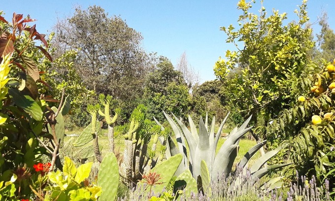 Limache Hostel | Our Eco Hostel is an oasis of nature and peace to rest and enjoy.