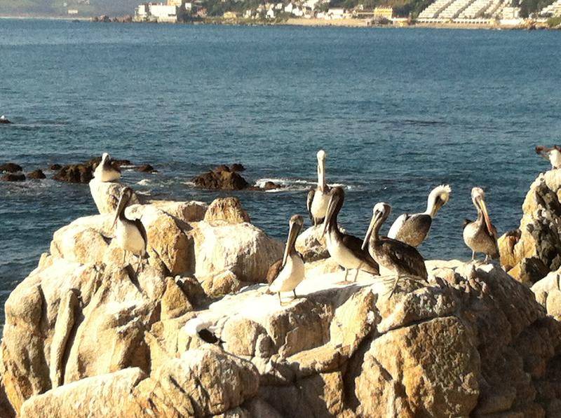 Photo of Others in Vina del Mar