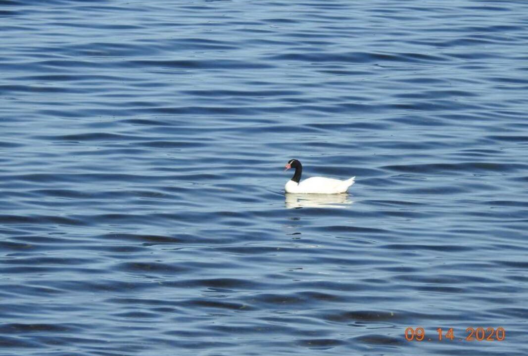 Photo of Others in Los Lagos