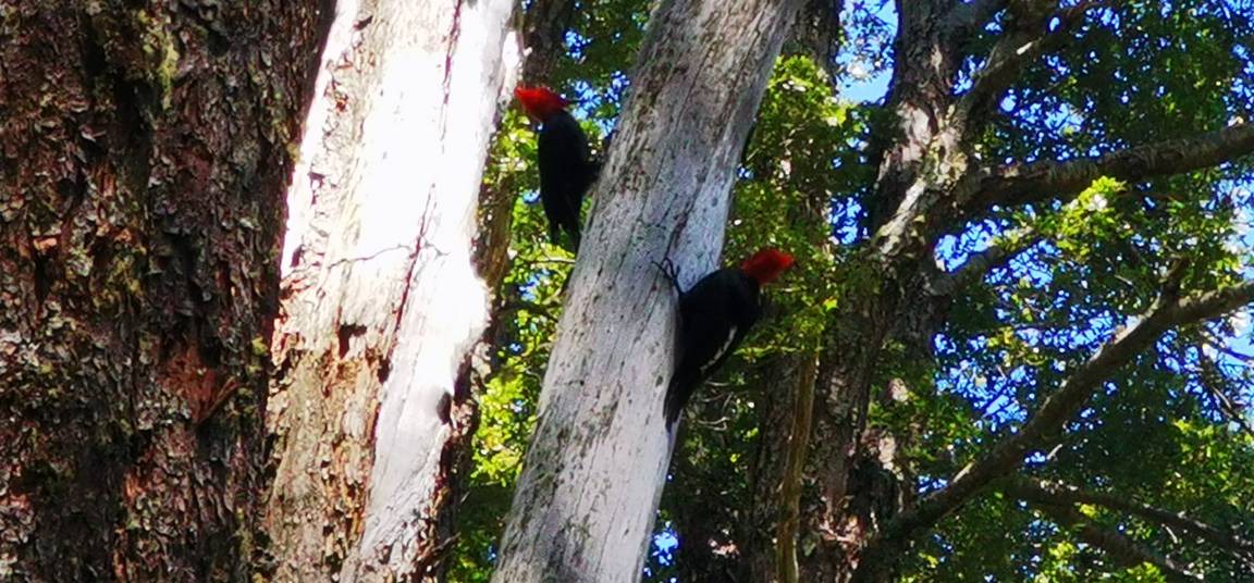 Photo of Others in Conaripe