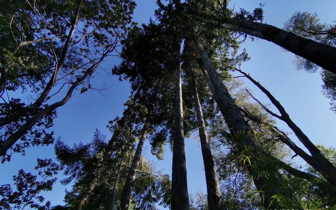 Photo of Others in Pucon