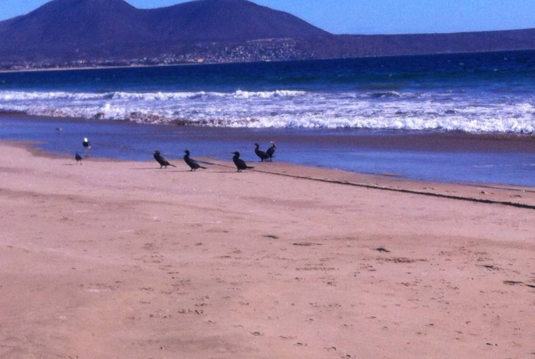 Photo of Others in Coquimbo