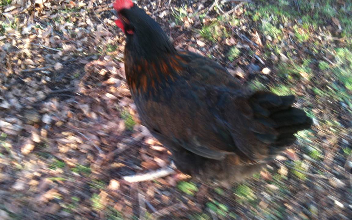 Photo of Others in Conaripe