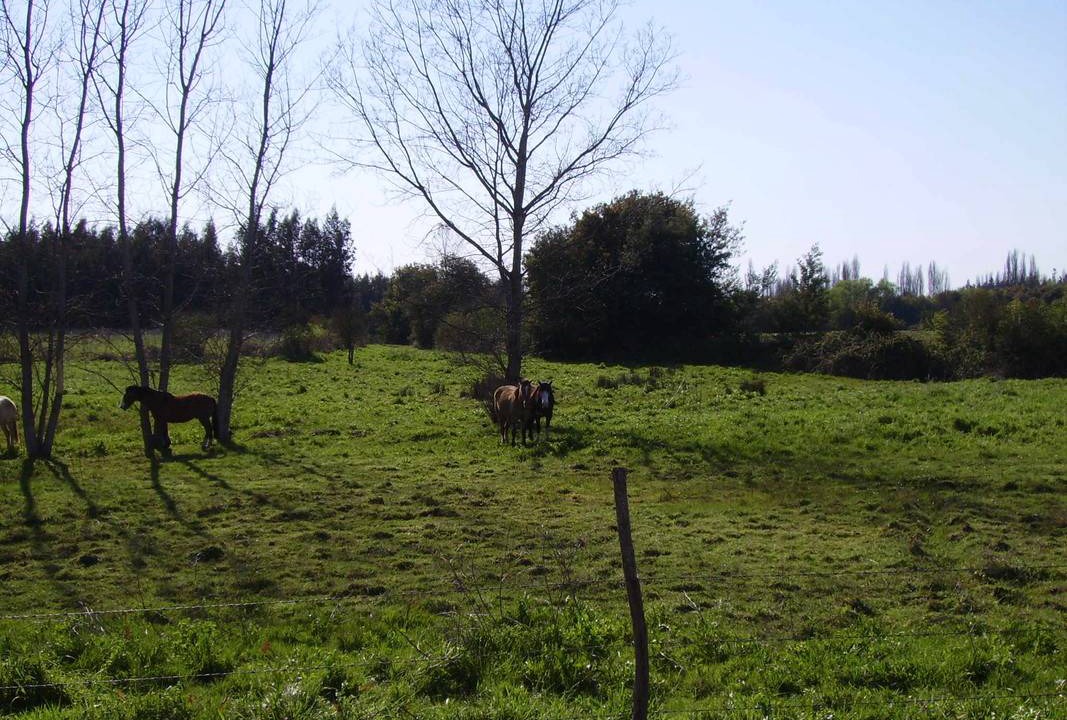 Photo of Others in Bajos de Lircay
