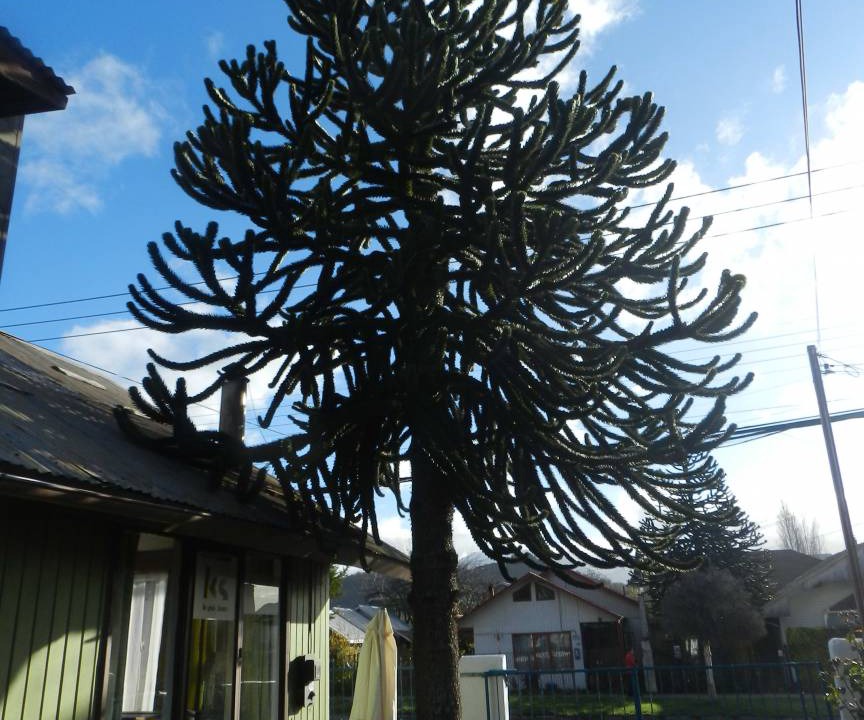 Photo of Others in Coyhaique