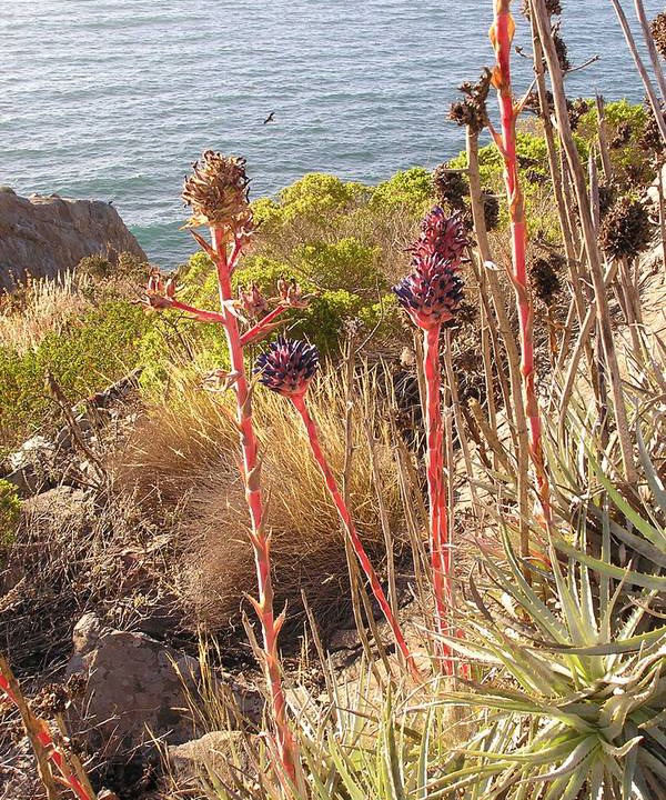 Photo of Others in Coquimbo