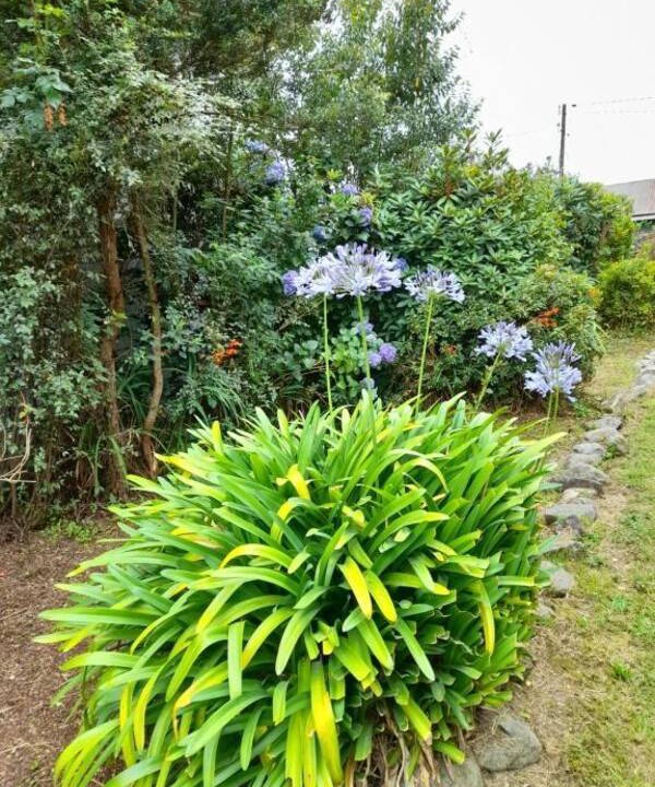 Photo of Outdoor in Los Lagos