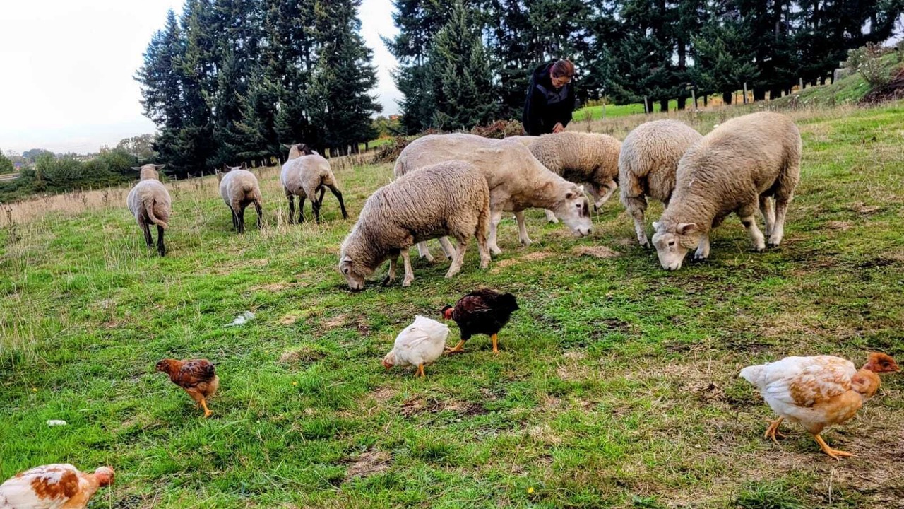 Photo of Outdoor in Llanquihue