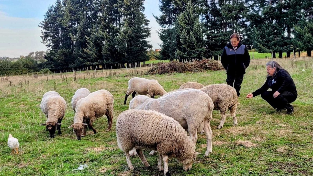 Photo of Outdoor in Llanquihue