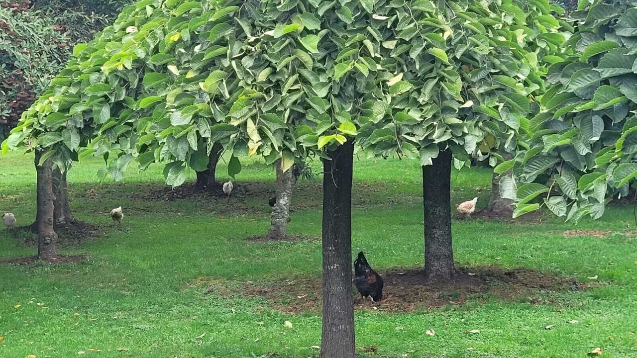 Photo of Outdoor in Llanquihue