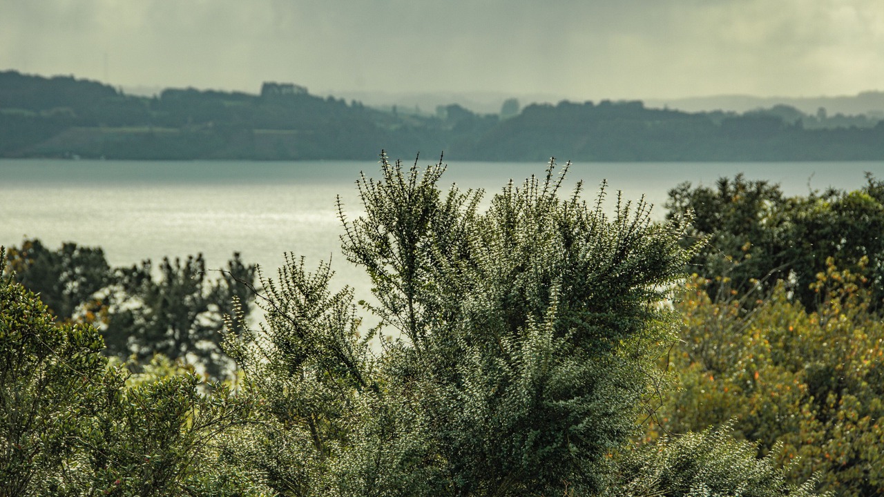 Photo of Others in Frutillar