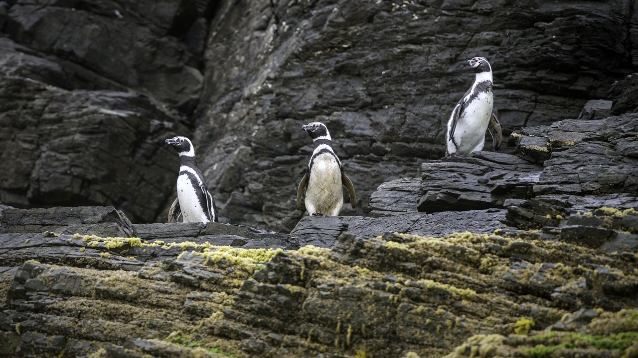 Photo of Others in Los Muermos