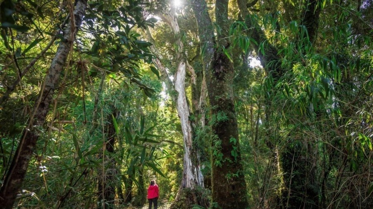 Photo of Outdoor in Los Muermos