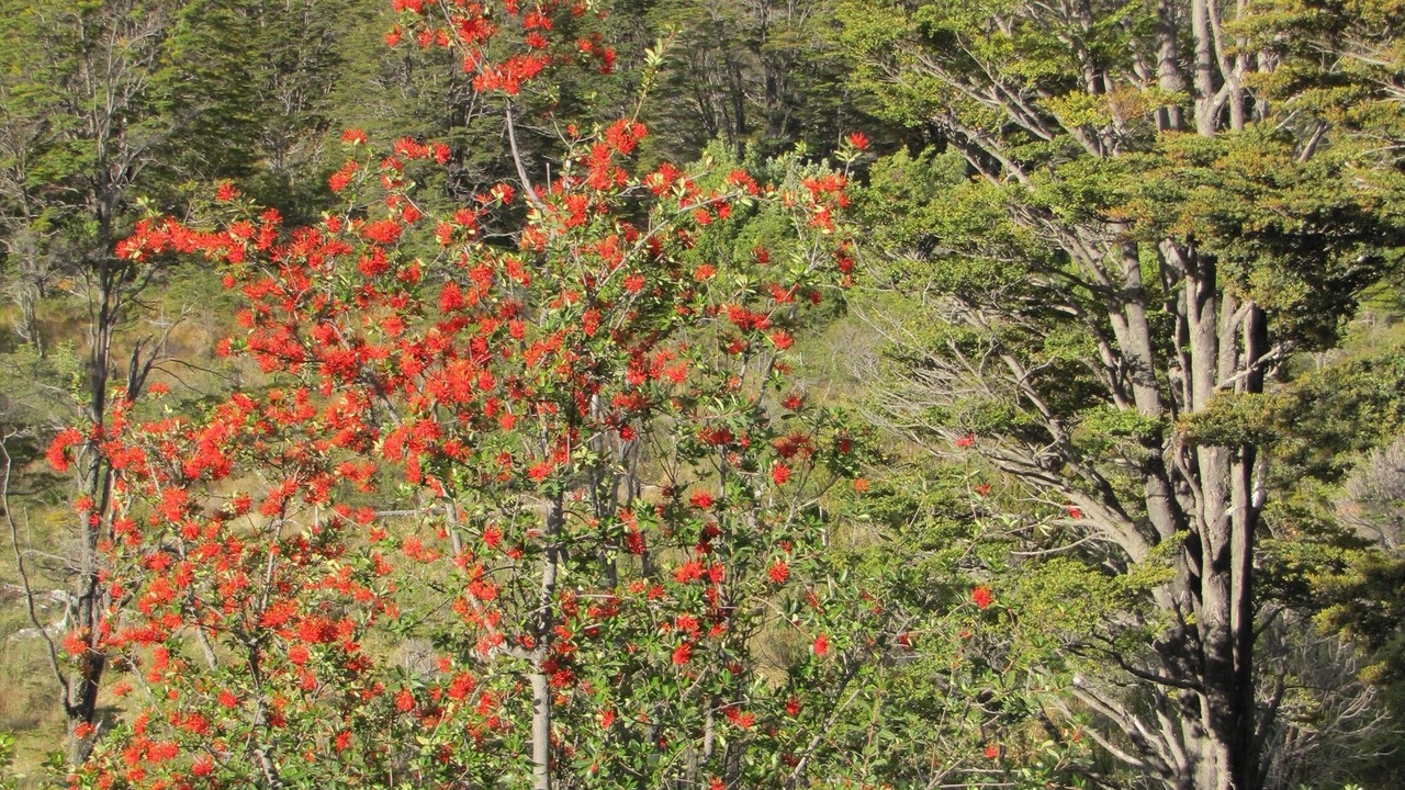 Photo of Others in Torres Del Paine