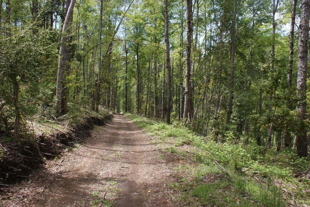 Photo of Outdoor in Curarrehue