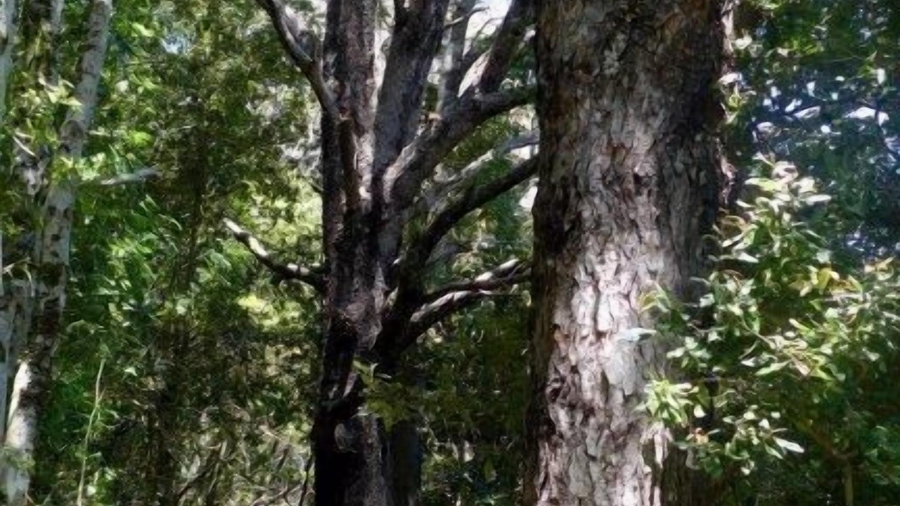 Photo of Outdoor in Curarrehue