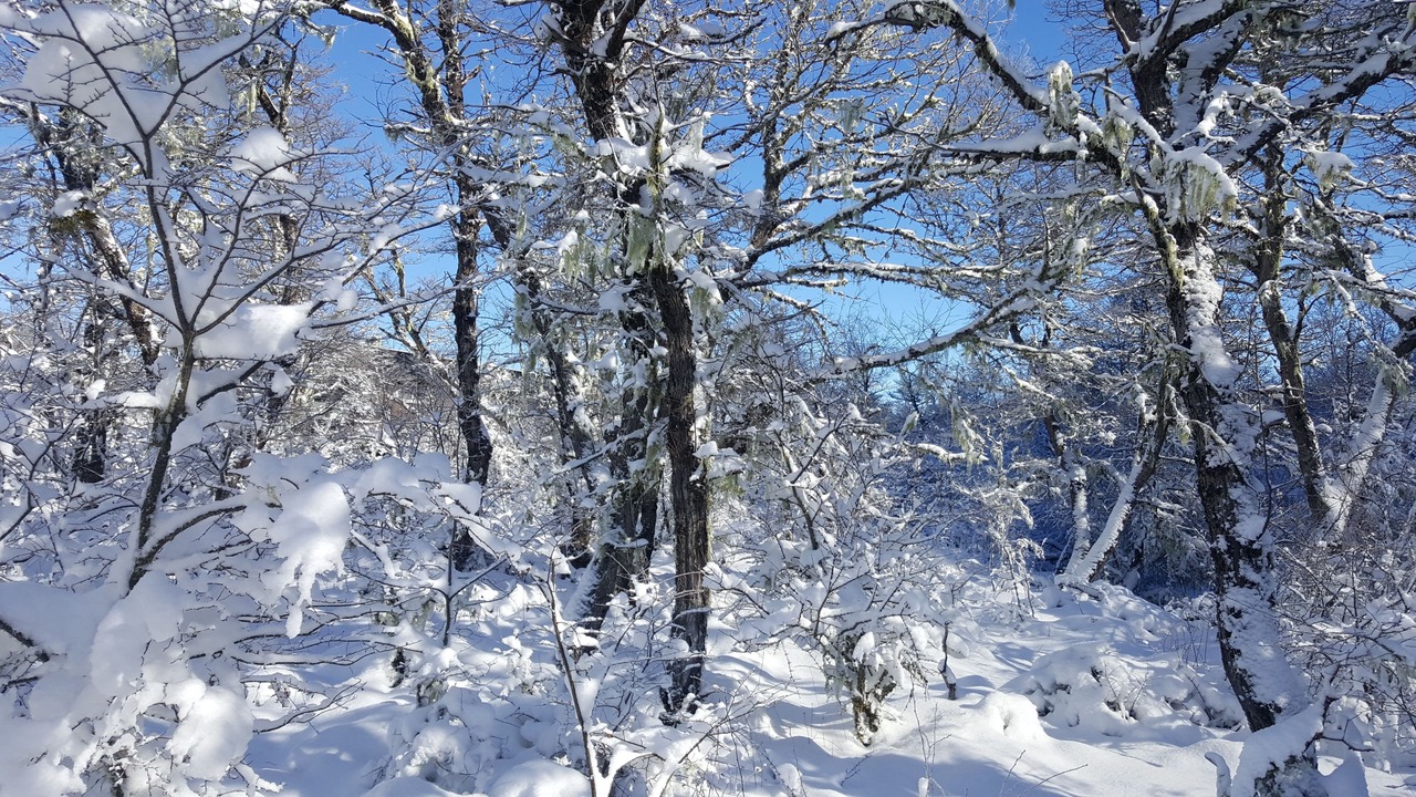 Photo of Outdoor in Malalcahuello