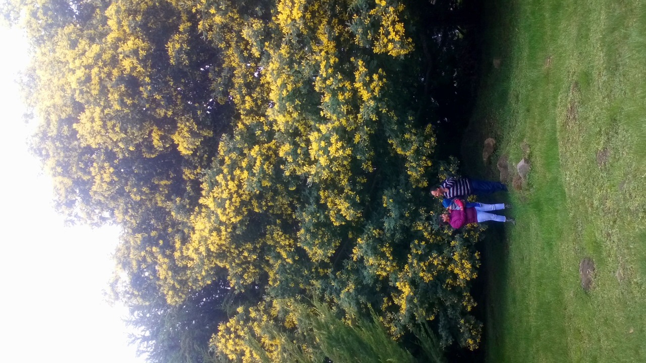 Photo of Others in Puerto Varas