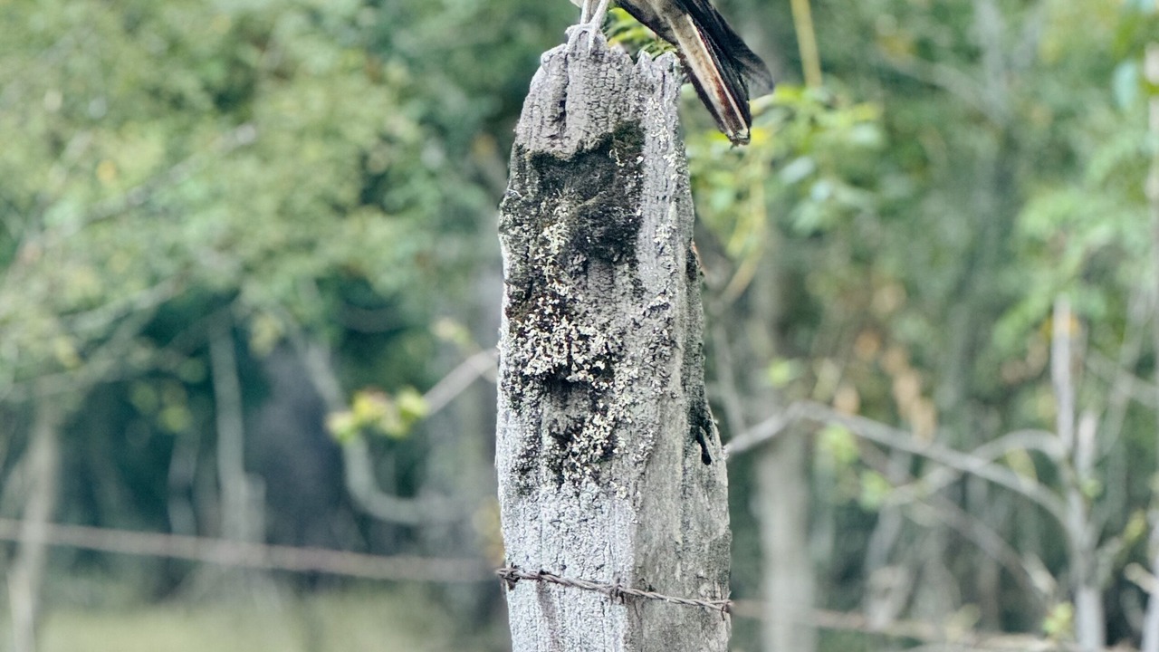 Photo of Outdoor in Pucon