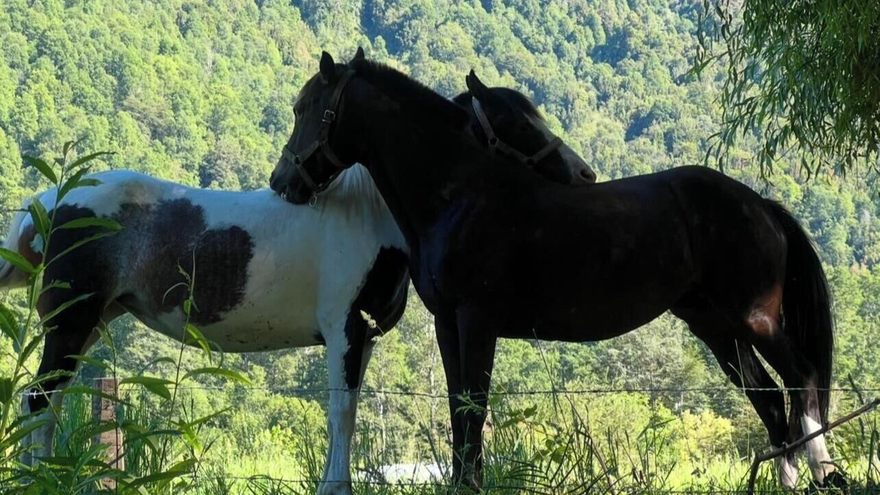 Photo of Others in Pucon