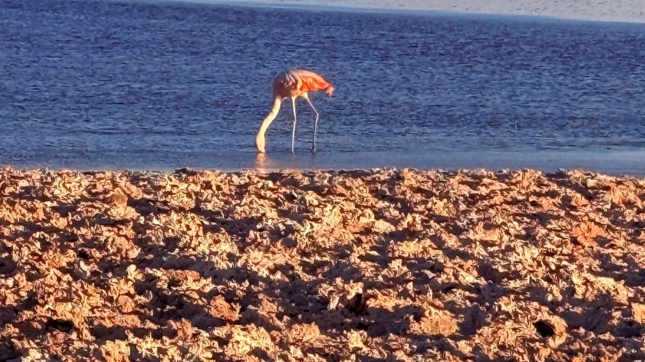 Photo of Others in San Pedro de Atacama