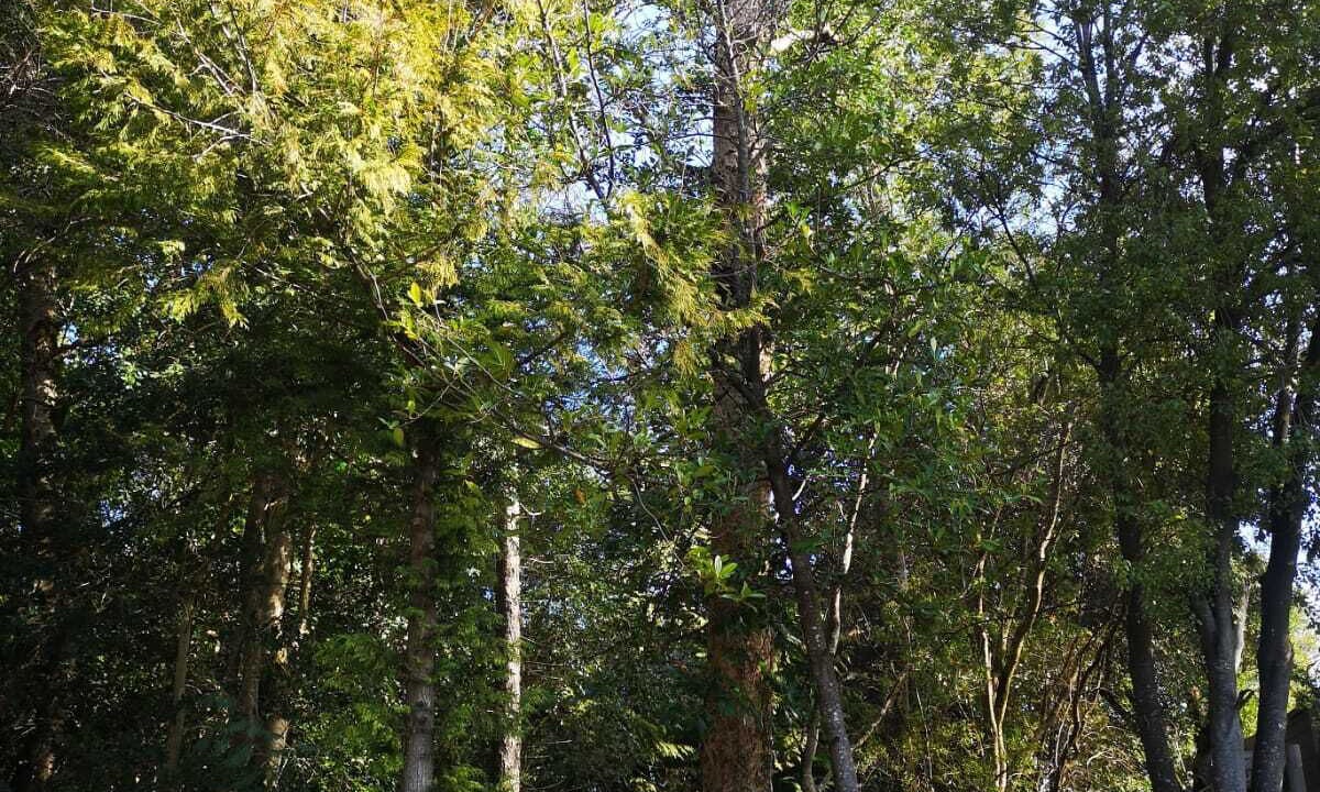 Photo of Others in Pucon