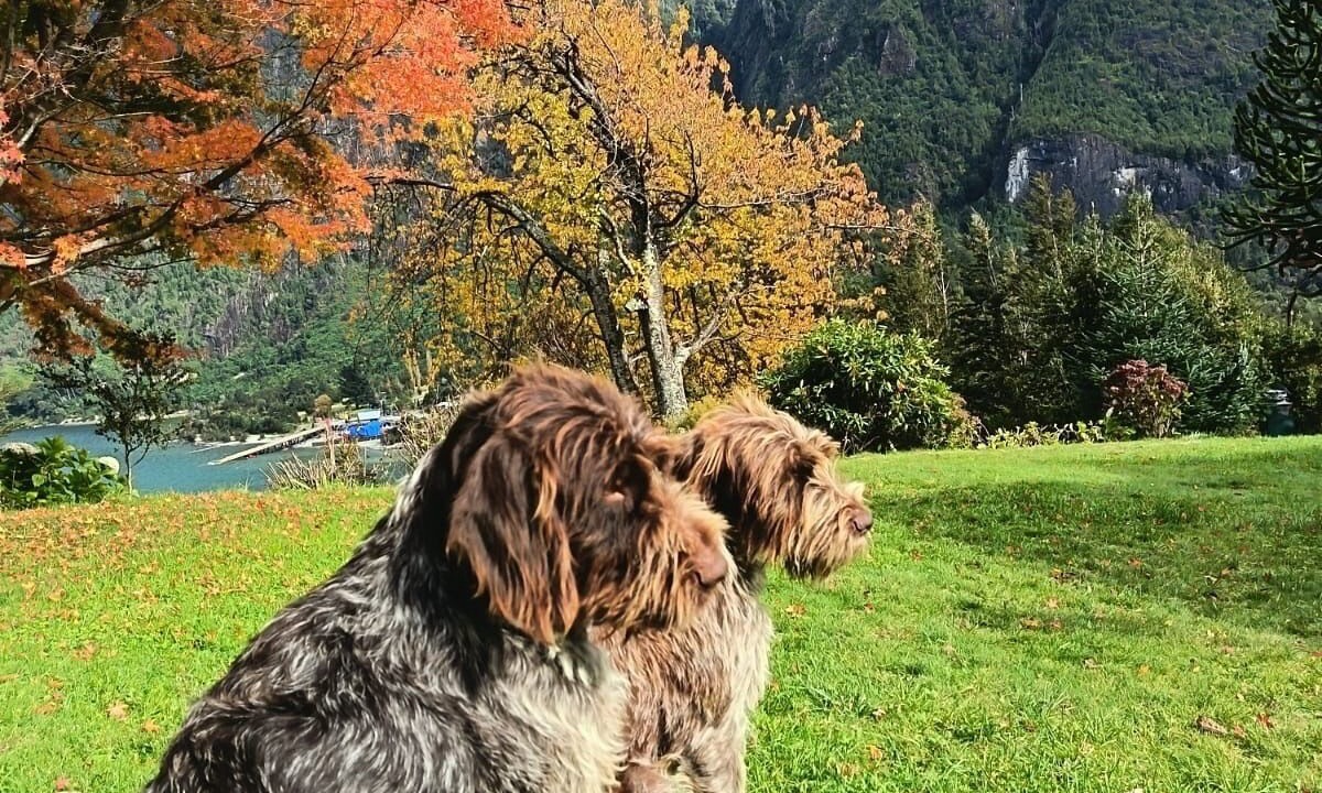 Photo of Outdoor in Puelo
