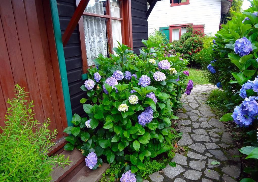 Photo of Others in Pucon