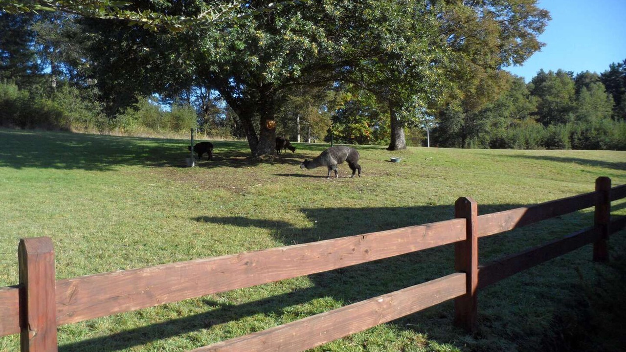 Photo of Others in Pucon