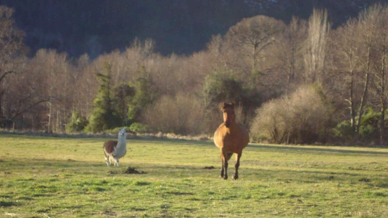 Photo of Others in Pucon