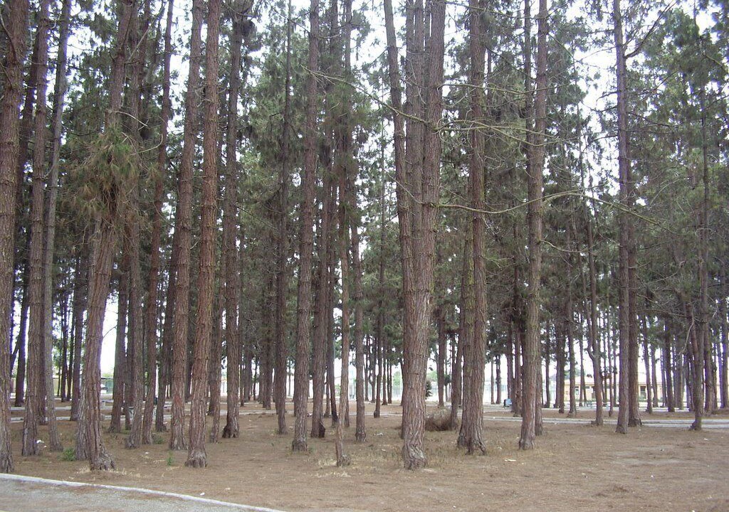 Photo of Others in La Serena