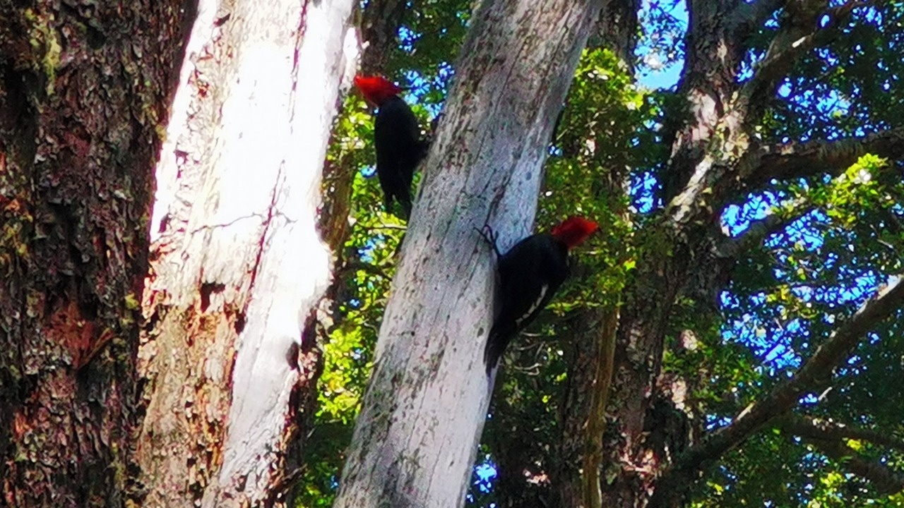 Photo of Others in Conaripe