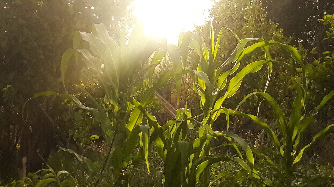 Photo of Outdoor in Limache