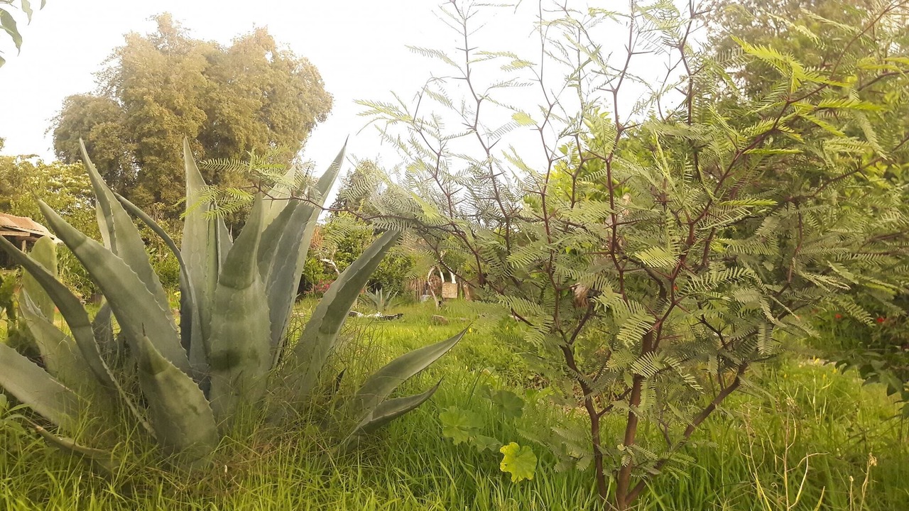 Photo of Outdoor in Limache