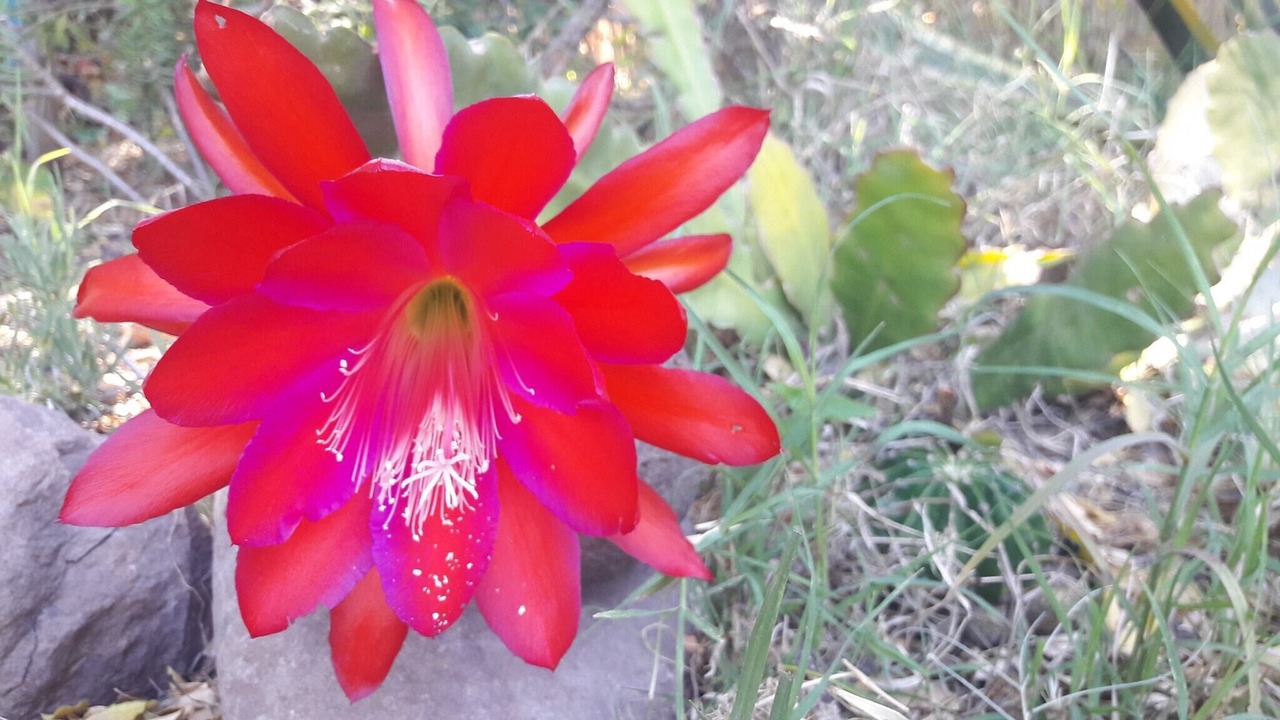 Photo of Outdoor in Limache