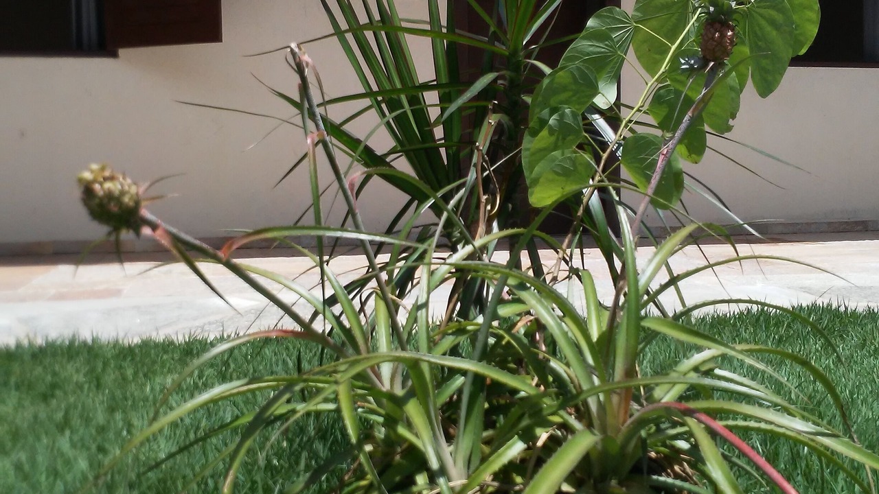 Photo of Outdoor in Pirenopolis
