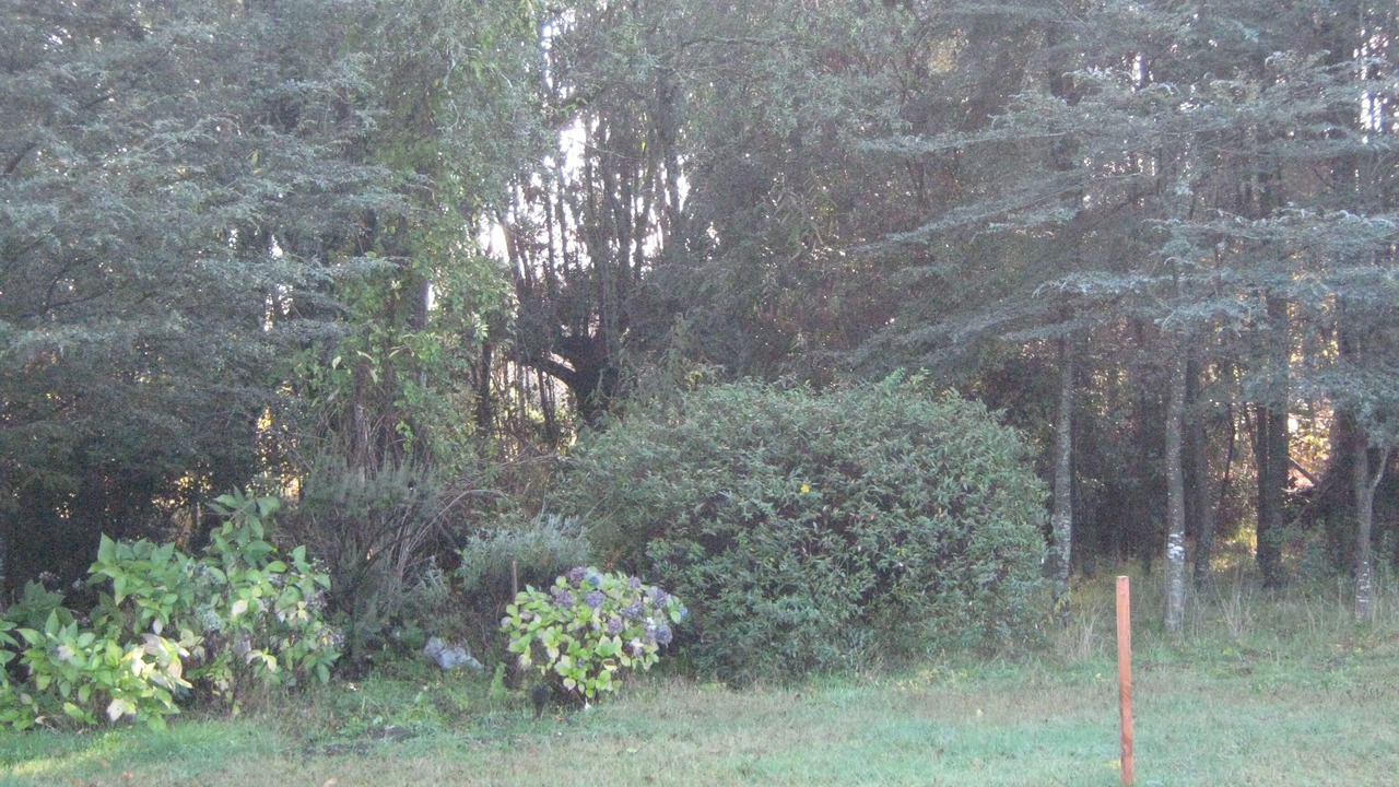 Photo of Others in Villarrica
