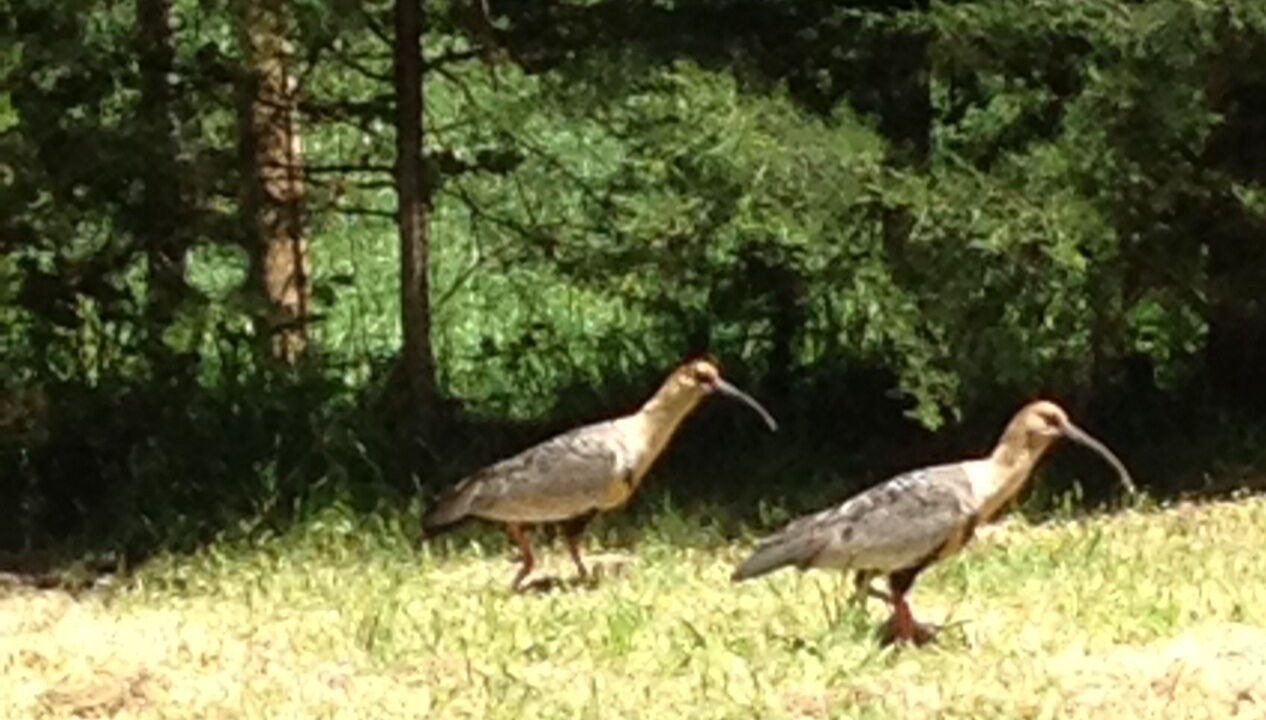 Photo of Outdoor in Pucon